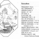 The 1977 Monster Manual’s marilith and auccubus